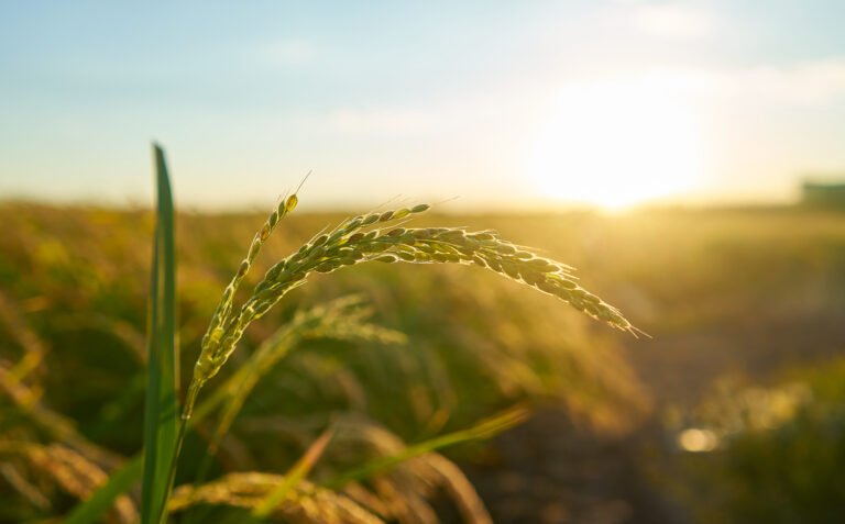 Reforma Tributária no Agronegócio: Entenda os Impactos e Como Preparar sua Empresa